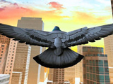 City Bird Pigeon Simulator 3D