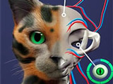 Clicker: Create Pet God Mode