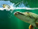 Fishing Simulator