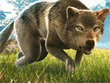 Wolf Life Simulator